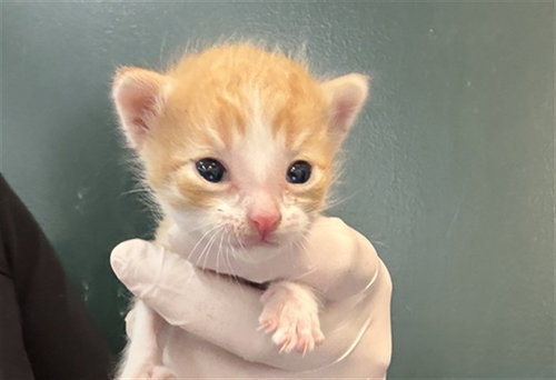 BRUCE, Baby Domestic Short Hair (medium coat), cat for adoption in Beaumont, California
