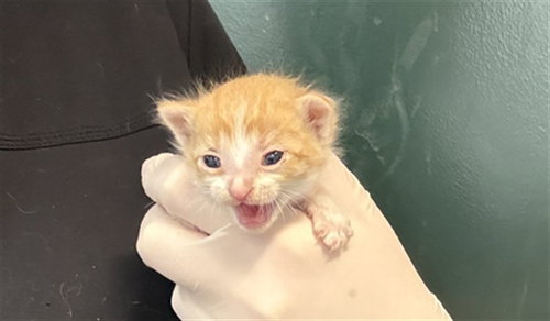 SPRUCE, Baby Domestic Short Hair (medium coat), cat for adoption in Beaumont, California