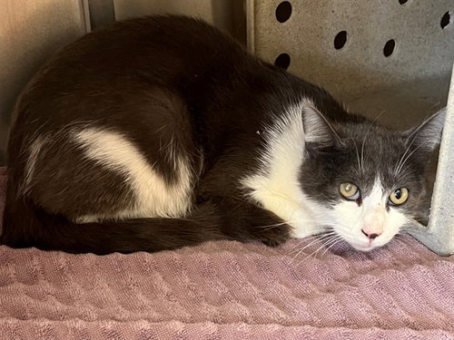 MADELINE, Young Domestic Short Hair (medium coat), cat for adoption in Beaumont, California