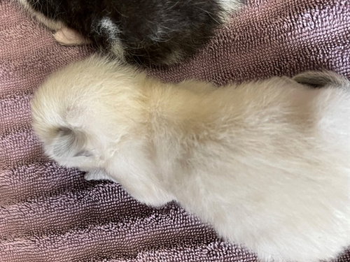 A1910037, Baby Domestic Short Hair (medium coat), cat for adoption in Beaumont, California