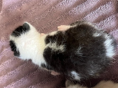 A1910038, Baby Domestic Short Hair (medium coat), cat for adoption in Beaumont, California