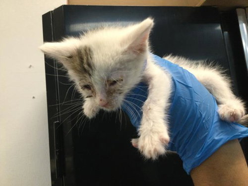 HOKA, Baby Domestic Short Hair (medium coat), cat for adoption in Beaumont, California