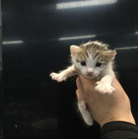 BABY BOY, Baby Domestic Short Hair (medium coat), cat for adoption in Beaumont, California