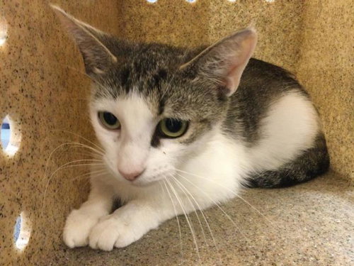 A1911281, Adult Domestic Short Hair (medium coat), cat for adoption in Beaumont, California