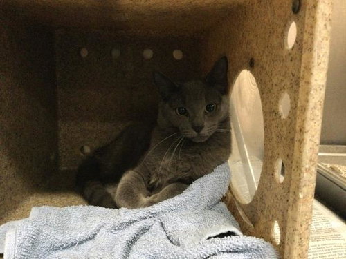 A1892125, Young Domestic Short Hair (medium coat), cat for adoption in Beaumont, California