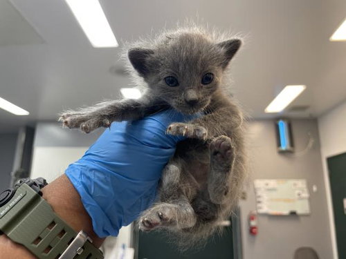 A1911892, Baby Domestic Short Hair (short coat), cat for adoption in Beaumont, California