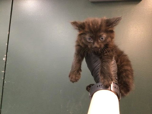 JET, Baby Domestic Medium Hair (medium coat), cat for adoption in Beaumont, California