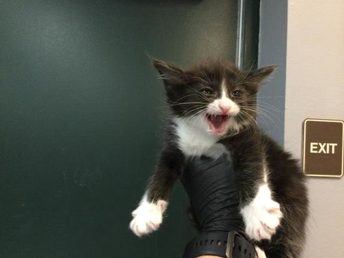TUXIE, Baby Domestic Medium Hair (medium coat), cat for adoption in Beaumont, California