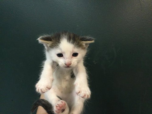CASTIEL, Baby Domestic Short Hair (medium coat), cat for adoption in Beaumont, California