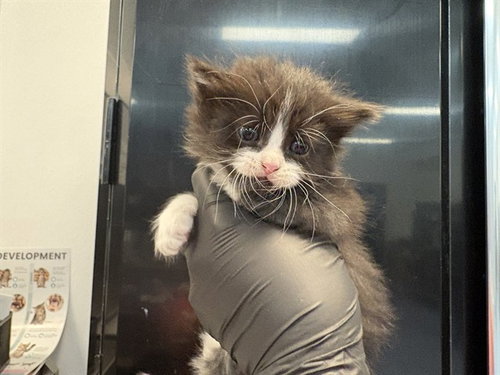 DEAN, Baby Domestic Medium Hair (medium coat), cat for adoption in Beaumont, California