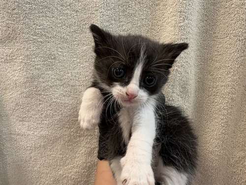SAM, Baby Domestic Short Hair (medium coat), cat for adoption in Beaumont, California