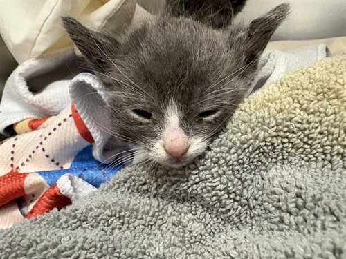 RITA, Baby Domestic Short Hair (medium coat), cat for adoption in Beaumont, California