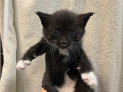 CRAWLEY, Baby Domestic Short Hair (medium coat), cat for adoption in Beaumont, California