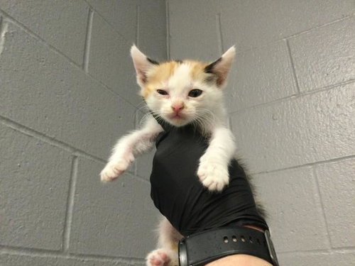 ELEANOR, Baby Domestic Short Hair (medium coat), cat for adoption in Beaumont, California