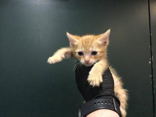 OMEGA, Baby Domestic Short Hair (medium coat), cat for adoption in Beaumont, California