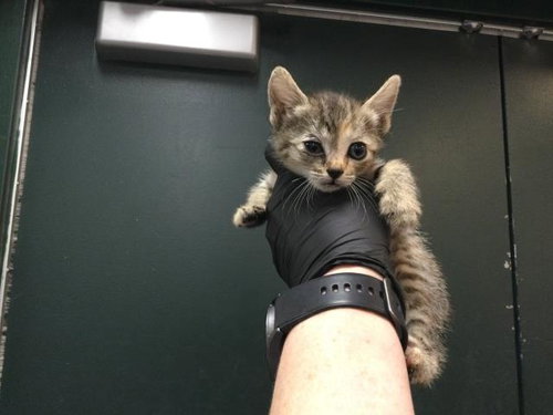 CASSINI, Baby Domestic Short Hair (medium coat), cat for adoption in Beaumont, California