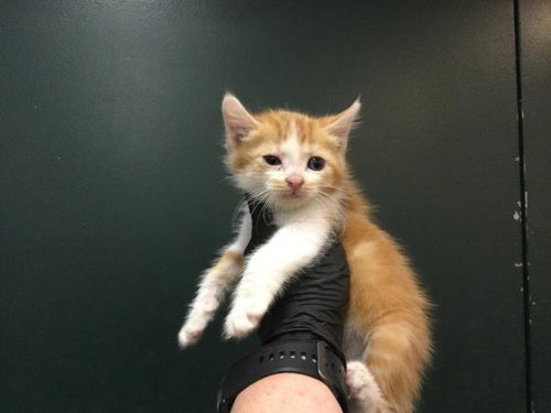 ALPHA, Baby Domestic Short Hair (medium coat), cat for adoption in Beaumont, California