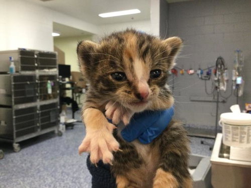 ALMOND, an adoptable Domestic Short Hair in Thousand Palms, CA