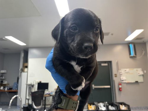 BAXTER, an adoptable Terrier in Thousand Palms, CA