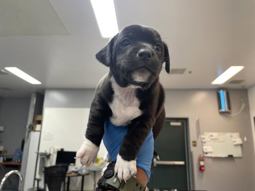 DEXTER, an adoptable Terrier in Thousand Palms, CA