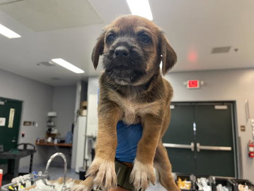 TWIGGY, an adoptable Terrier in Thousand Palms, CA