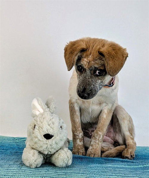POOKA, an adoptable Australian Cattle Dog in Thousand Palms, CA