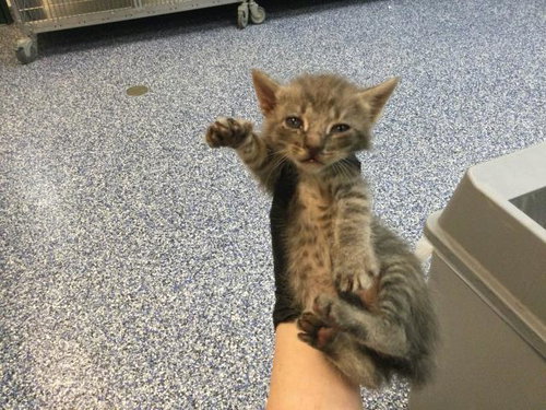 BINKY, Baby Domestic Short Hair (medium coat), cat for adoption in Thousand Palms, California