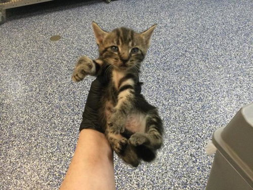 LUCKY, Baby Domestic Short Hair (medium coat), cat for adoption in Thousand Palms, California