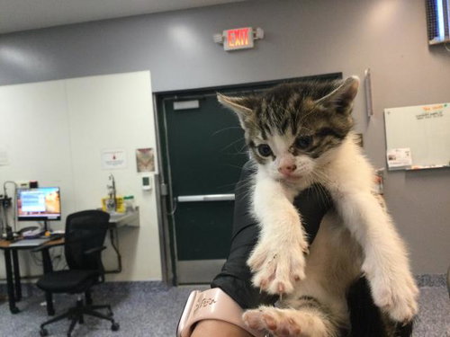 POPPY, an adoptable Domestic Short Hair in Thousand Palms, CA