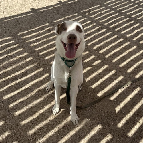 RANGER, an adoptable American Pit Bull Terrier in Thousand Palms, CA