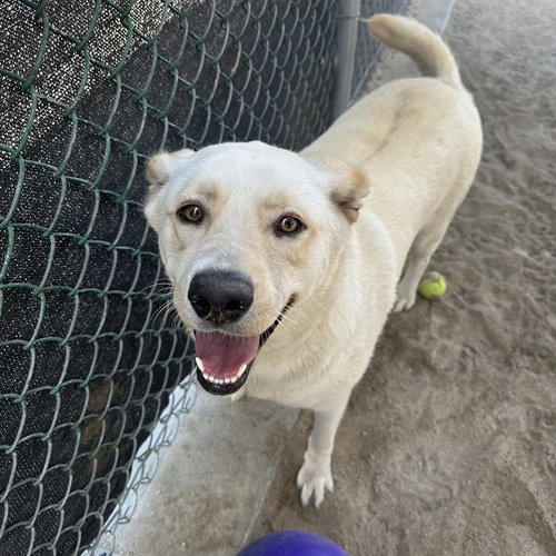 LINDA, an adoptable Labrador Retriever in Thousand Palms, CA
