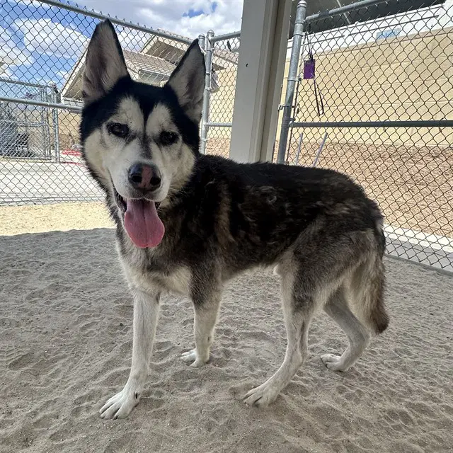 Jariah - Alaskan Malamute