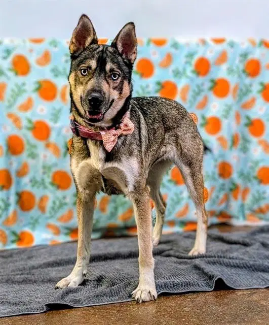 Zelda - Siberian Husky