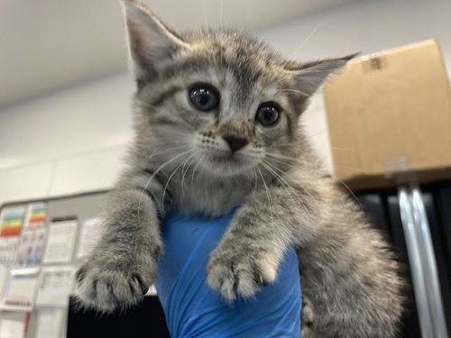 ROSE, an adoptable Domestic Short Hair in Thousand Palms, CA