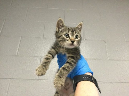 POPPIE, an adoptable Domestic Short Hair in Thousand Palms, CA