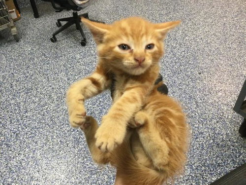 A1911147, an adoptable Domestic Medium Hair in Thousand Palms, CA