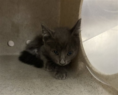 SARSAPARILLA, an adoptable Domestic Short Hair in Thousand Palms, CA