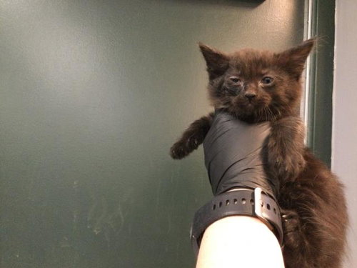 MIDNIGHT, an adoptable Domestic Medium Hair in Thousand Palms, CA