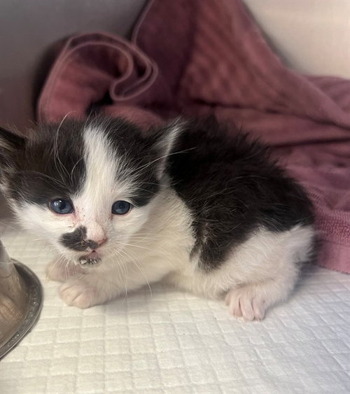 A1913606, Baby Domestic Short Hair (medium coat), cat for adoption in Thousand Palms, California
