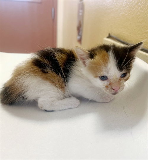 A1913607, Baby Domestic Short Hair (medium coat), cat for adoption in Thousand Palms, California