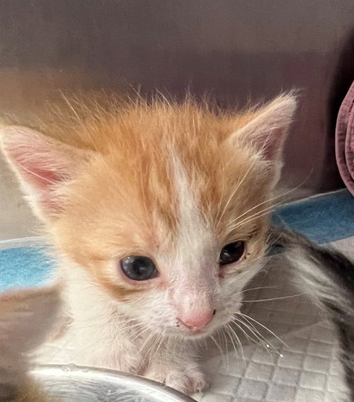 A1913608, Baby Domestic Short Hair (medium coat), cat for adoption in Thousand Palms, California