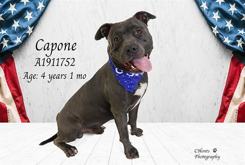 CAPONE, an adoptable Pit Bull Terrier in Thousand Palms, CA