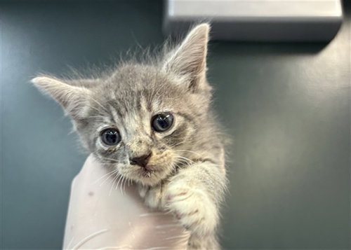 LUKE, Baby Domestic Short Hair (medium coat), cat for adoption in Thousand Palms, California
