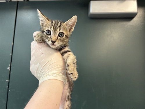 MANTIS, an adoptable Domestic Short Hair in Thousand Palms, CA