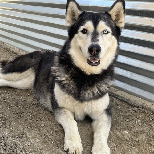 BELLITA — rescue dog of the day
