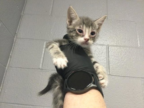 GILLIAN, an adoptable Domestic Short Hair in Thousand Palms, CA