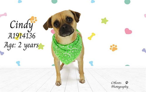 CINDY, an adoptable Pug in Thousand Palms, CA