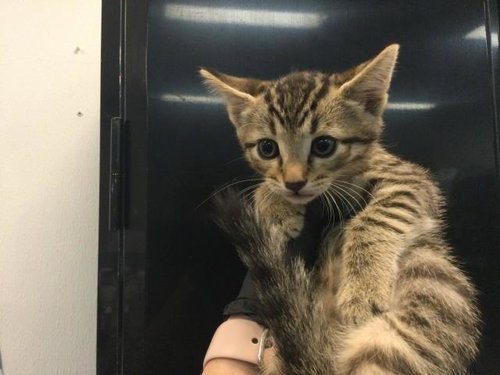 SPROUT, an adoptable Domestic Short Hair in Thousand Palms, CA