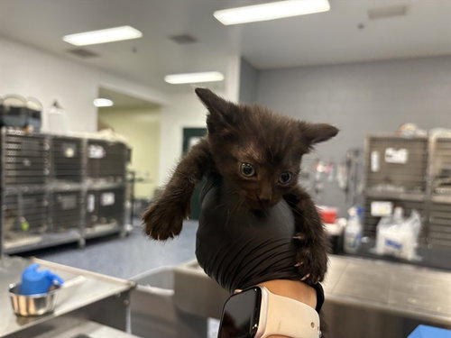 ESPRESSO, an adoptable Domestic Short Hair in Thousand Palms, CA