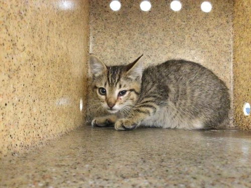 MACY, an adoptable Domestic Short Hair in Thousand Palms, CA